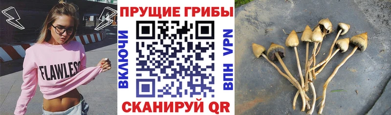 Галлюциногенные грибы MAGIC MUSHROOMS  продажа наркотиков  Новотитаровская 